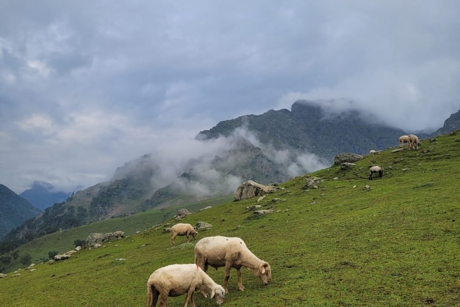 Kashmir Enchantment Tour 3D/4N