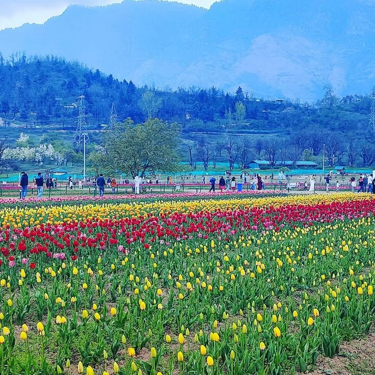 Srinagar Tulip Garden